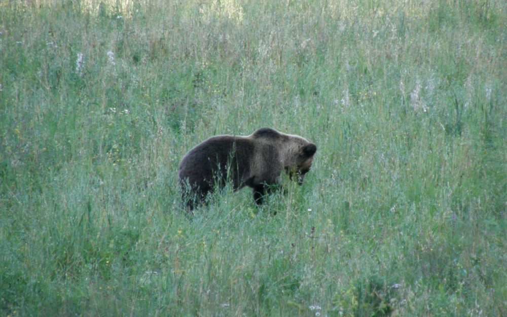 Зоолог Ефременко объяснил, почему в России стало так много медведей